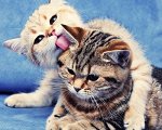 Кошки против собак