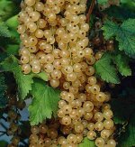 Смородина Снежана белая (коробка) 1шт