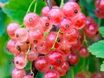 Смородина Роза Чаир красная (коробка) 1шт