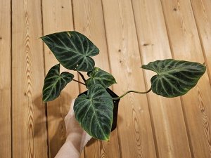 Филодендрон Philodendron verrucosum