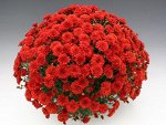 Хризантема Bransound Red