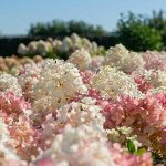 Гортензия метельчатая Литл Блоссом