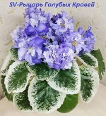 Фиалка SV-Рыцарь Голубых Кровей, новинка!