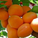 Саженцы от ЗЛАТПИТОМНИКА! Элитное качество! Заключительный