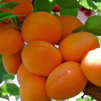 1 Саженцы от ЗЛАТПИТОМНИКА!Элитное качество!