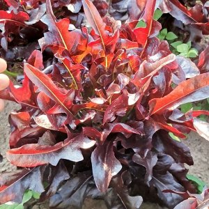 Помидом Салат Чёрный Кардинал - Black Cardinal Lettuce