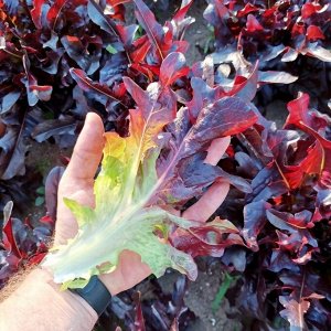 Помидом Салат Чёрный Кардинал - Black Cardinal Lettuce