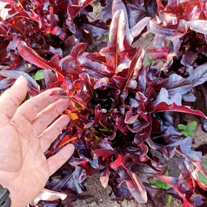 Помидом Салат Чёрный Кардинал - Black Cardinal Lettuce