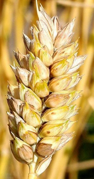 Карликовая Плотноколосая Пшеница - Triticum Compactum