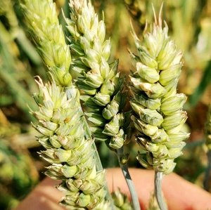 Карликовая Плотноколосая Пшеница - Triticum Compactum