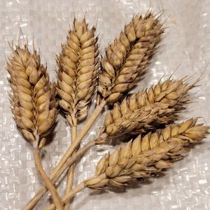 Карликовая Плотноколосая Пшеница - Triticum Compactum