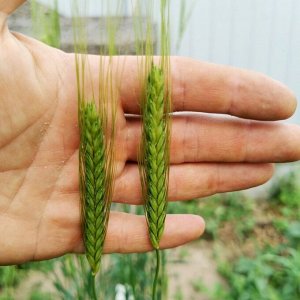 Пшеница Жуковского - Triticum Zhukovskyi
