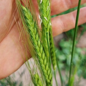 Пшеница Жуковского - Triticum Zhukovskyi