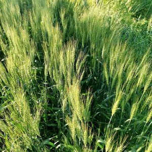 Пшеница Жуковского - Triticum Zhukovskyi