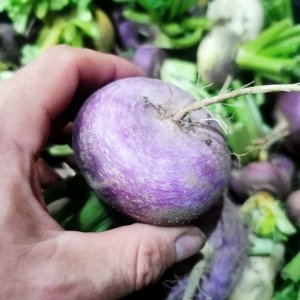 Помидом Репа Русская