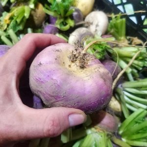 Помидом Репа Русская