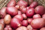 Картофель семенной  Ред Скарлетт