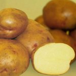 Картофель семенной  Жуковский ранний