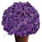 Астра Новобельгийская Henry I Purple