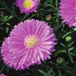 Астра Новобельгийская Magic Pink