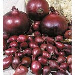 Лук-Севок Роми