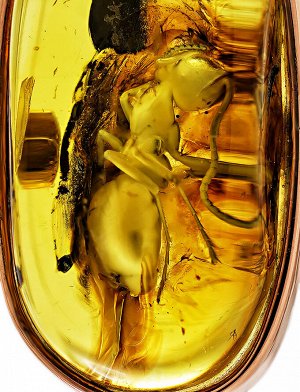 Необычное золотое кольцо «Клио», украшенное лимонным янтарём с инклюзом насекомого, 906207486