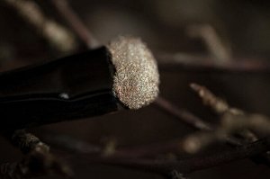 SIGIL Inspired Tammy Tanuka Укрывающая Замерзшее Дерево