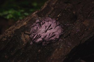 Тени для век Науськивающая Сов