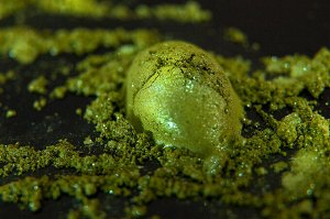 Хранящая Секрет Зеленого Пламени
