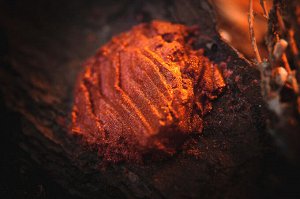 Воспевающая Закаты
