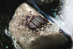 Восхваляющая Лунный Свет