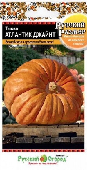 Тыква Атлантик Джайн (Код: 92603)