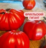 &quot;Фриульский гигант          /Giante Friulano /   Италия&quot;