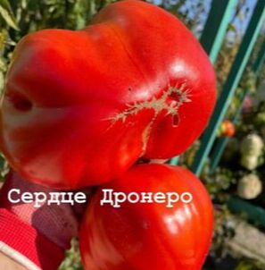 "СЕРДЦЕ ДРОНЕРО.                                      Италия"