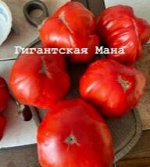 &quot;ГИГАНТСКАЯ МАНА                                      Италия&quot;
