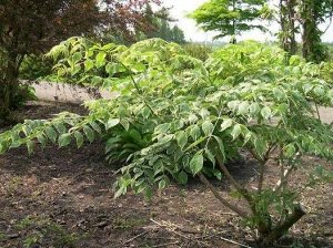 Аралия маньчжурская, высокая (около 300 семян)