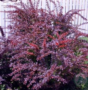 Барбарис Тунберга пурпурнолистный (около 100 семян)