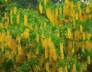 Бобовник "Золотой дождь" (около 100 семян)