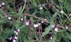 Вербена крупноцветковая "Идеал Флорист-микс" (около 500 семян)