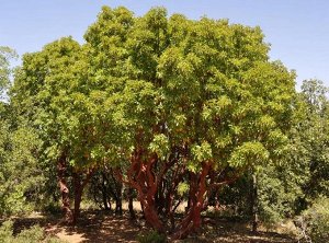 Земляничное дерево красное (около 20 семян)