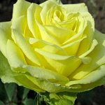 Роза Амандина (Чайно-гибридная)