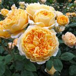 Роза Беатрис (Английская)