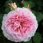 Роза Джеймс Голуэй (Английская)