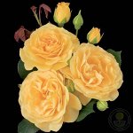 Роза Джулия Чайлд (Флорибунда)