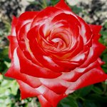 Роза Императрица Фарах (Чайно-гибридная)