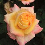 Роза Кенари (Чайно-гибридная)