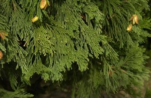 Калоцедрус низбегающий (50 семян)