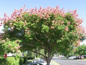 Кельрейтерия, мыльное дерево (50 семян)