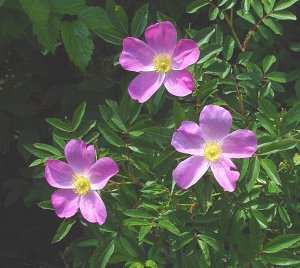 Роза виргинская (около 200 семян)