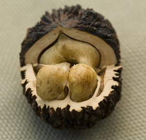 Орех черный (10 семян)
